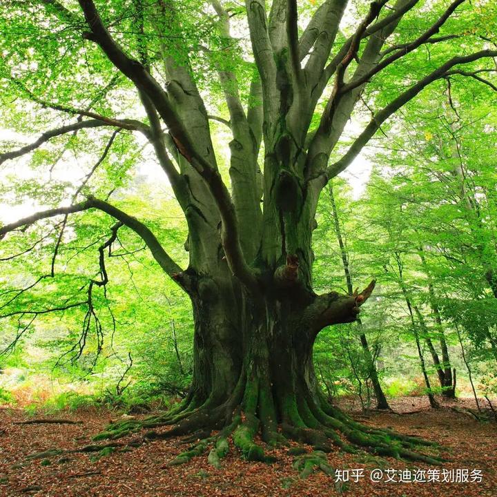 策劃活動方案怎么做_活動策劃這樣_策劃活動模板